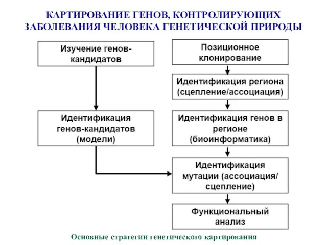 КАРТИРОВАНИЕ ГЕНОВ, КОНТРОЛИРУЮЩИХ ЗАБОЛЕВАНИЯ ЧЕЛОВЕКА ГЕНЕТИЧЕСКОЙ ПРИРОДЫ Основные стратегии генетического картирования