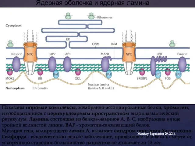 Показаны поровые комплексы, мембранно-ассоциированные белки, хроматин, и сообщающийся с перинуклеарным пространством