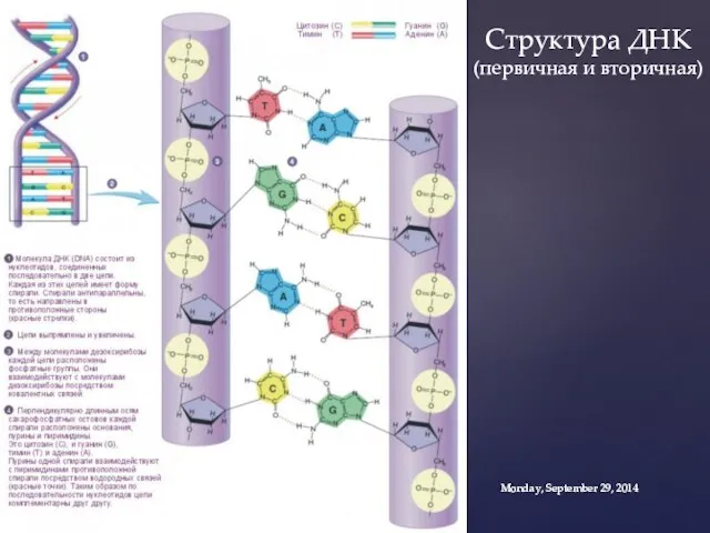 Структура ДНК (первичная и вторичная) Monday, September 29, 2014