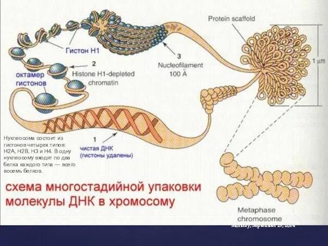 Monday, September 29, 2014 Нуклеосома состоит из гистонов четырех типов: H2A,