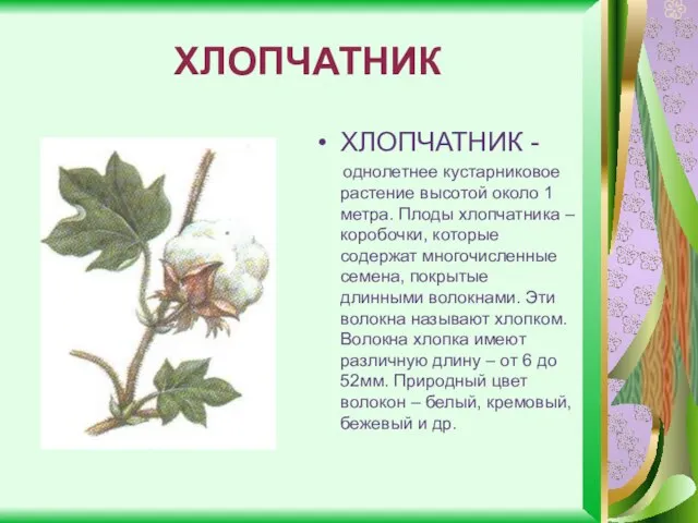 ХЛОПЧАТНИК ХЛОПЧАТНИК - однолетнее кустарниковое растение высотой около 1 метра. Плоды