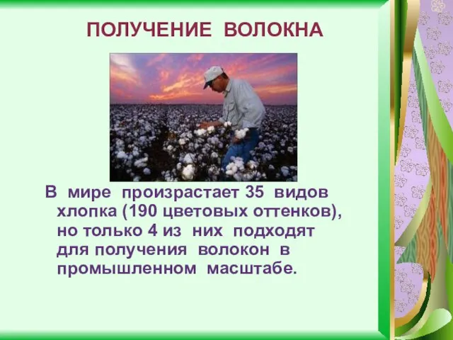 ПОЛУЧЕНИЕ ВОЛОКНА В мире произрастает 35 видов хлопка (190 цветовых оттенков),