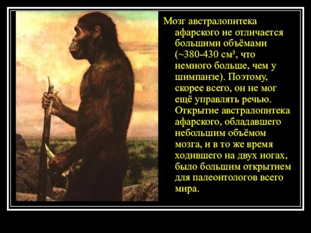 Мозг австралопитека афарского не отличается большими объёмами (~380-430 см³, что немного