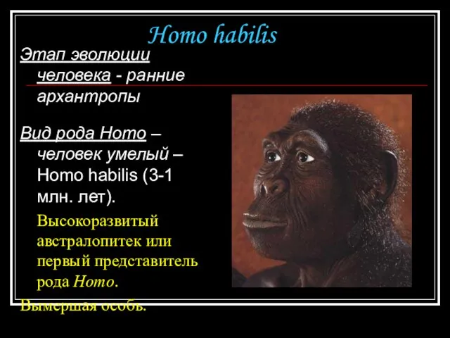 Homo habilis Этап эволюции человека - ранние архантропы Вид рода Homo