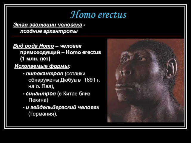 Homo erectus Этап эволюции человека - поздние архантропы Вид рода Homo