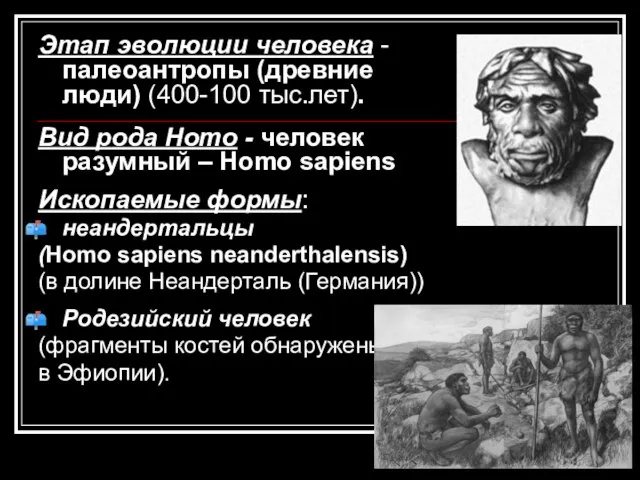 Этап эволюции человека - палеоантропы (древние люди) (400-100 тыс.лет). Вид рода