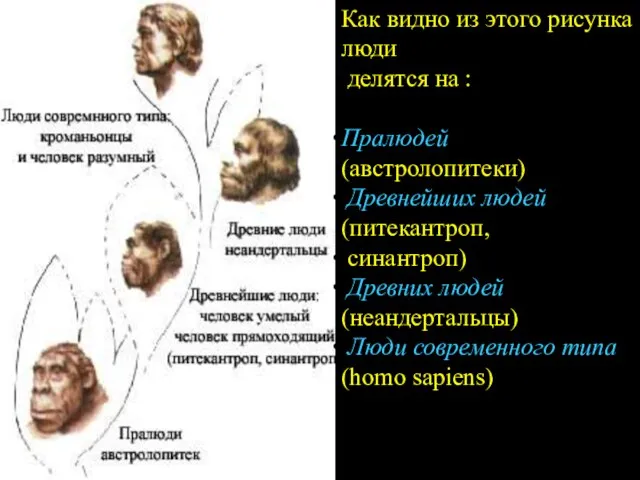 Как видно из этого рисунка люди делятся на : Пралюдей (австролопитеки)