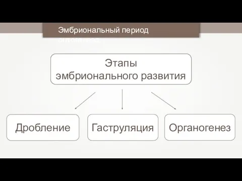 Этапы эмбрионального развития Эмбриональный период онтогенеза