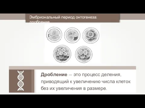 Эмбриональный период онтогенеза: дробление Дробление — это процесс деления, приводящий к