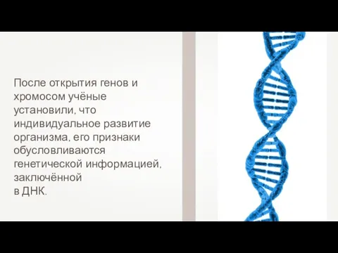 После открытия генов и хромосом учёные установили, что индивидуальное развитие организма,