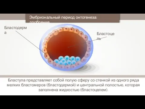 Бластула представляет собой полую сферу со стенкой из одного ряда мелких