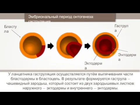 У ланцетника гаструляция осуществляется путём выпячивания части бластодермы в бластоцель. В