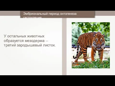 У остальных животных образуется мезодерма — третий зародышевый листок. Эмбриональный период онтогенеза: гаструляция