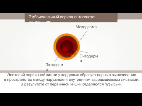 Эпителий первичной кишки у хордовых образует парные выпячивания в пространство между