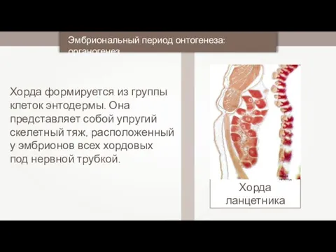 Хорда формируется из группы клеток энтодермы. Она представляет собой упругий скелетный