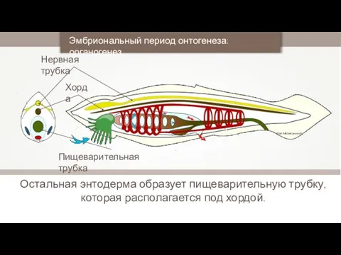 Эмбриональный период онтогенеза: органогенез Остальная энтодерма образует пищеварительную трубку, которая располагается под хордой. Piotr Michał Jaworski