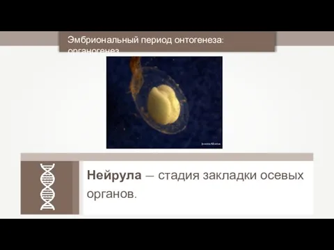 Нейрула — стадия закладки осевых органов. Эмбриональный период онтогенеза: органогенез Joxerra Aihartza