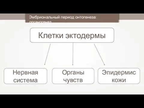 Клетки эктодермы Эмбриональный период онтогенеза: органогенез