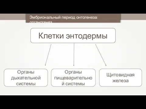 Клетки энтодермы Эмбриональный период онтогенеза: органогенез