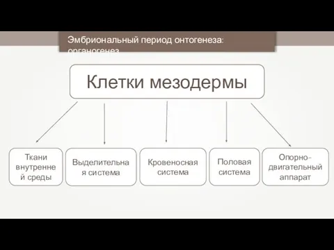 Клетки мезодермы Эмбриональный период онтогенеза: органогенез