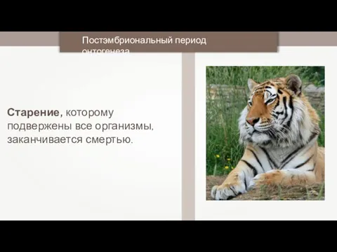 Старение, которому подвержены все организмы, заканчивается смертью. Постэмбриональный период онтогенеза