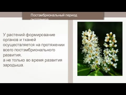 У растений формирование органов и тканей осуществляется на протяжении всего постэмбрионального