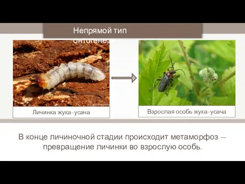 В конце личиночной стадии происходит метаморфоз — превращение личинки во взрослую