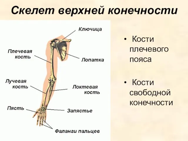 Скелет верхней конечности Кости плечевого пояса Кости свободной конечности