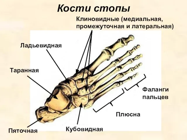 Кости стопы Таранная Пяточная Ладьевидная Кубовидная Клиновидные (медиальная, промежуточная и латеральная) Плюсна Фаланги пальцев