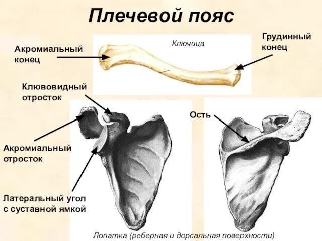 Плечевой пояс Акромиальный отросток Латеральный угол с суставной ямкой Клювовидный отросток