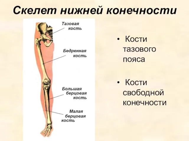 Скелет нижней конечности Кости тазового пояса Кости свободной конечности