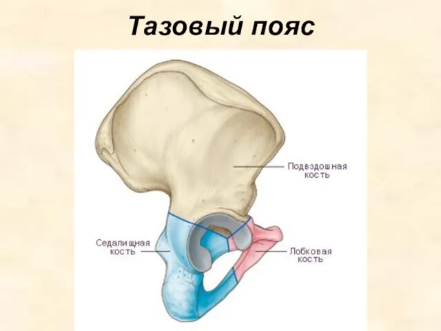 Тазовый пояс