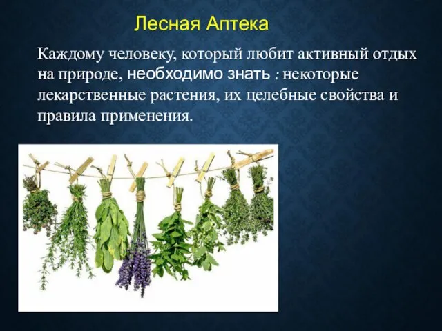 Лесная Аптека Каждому человеку, который любит активный отдых на природе, необходимо