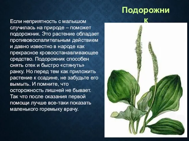 Если неприятность с малышом случилась на природе – поможет подорожник. Это