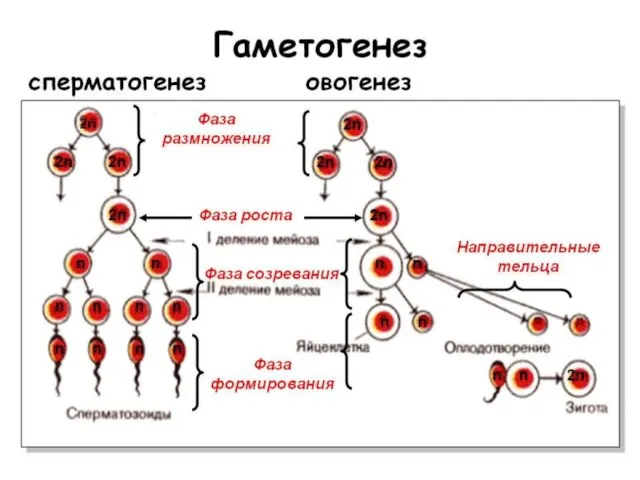 Гаметогенез