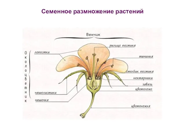 Семенное размножение растений