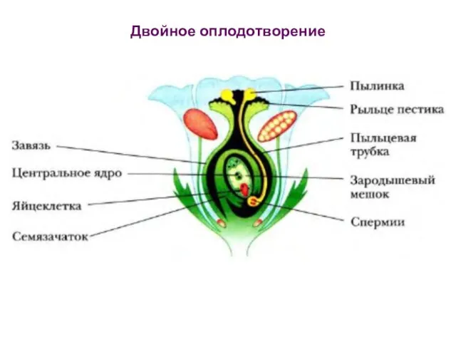 Двойное оплодотворение