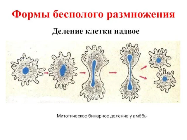 Деление клетки надвое Митотическое бинарное деление у амёбы Формы бесполого размножения