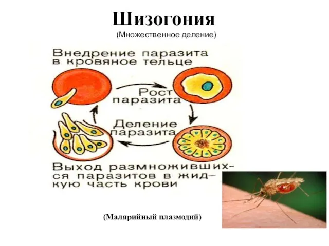 Шизогония (Малярийный плазмодий) - (Множественное деление)