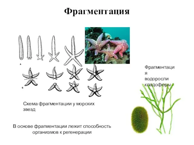 Фрагментация Схема фрагментации у морских звезд Фрагментация водоросли кладофоры - -