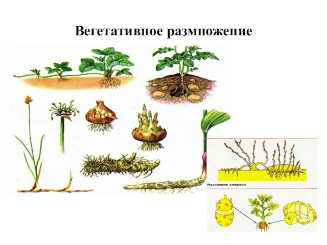 Вегетативное размножение