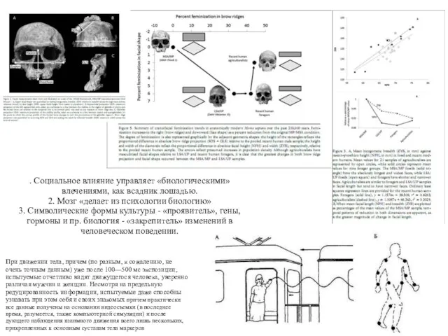 R.L.Cieri, 2014. Craniofacial Feminization, Social Tolerance, and the Origins of Behavioral