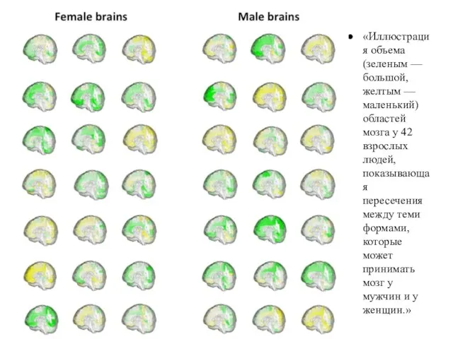 «Иллюстрация объема (зеленым — большой, желтым — маленький) областей мозга у