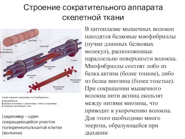 Строение сократительного аппарата скелетной ткани В цитоплазме мышечных волокон находятся белковые