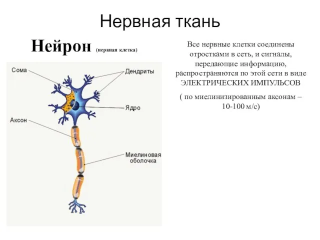 Нервная ткань Нейрон (нервная клетка) Все нервные клетки соединены отростками в