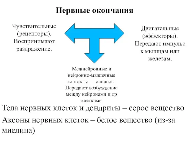 Нервные окончания Тела нервных клеток и дендриты – серое вещество Аксоны