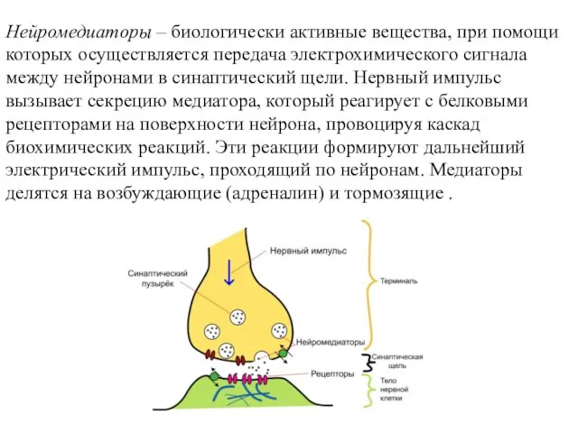 Нейромедиаторы – биологически активные вещества, при помощи которых осуществляется передача электрохимического