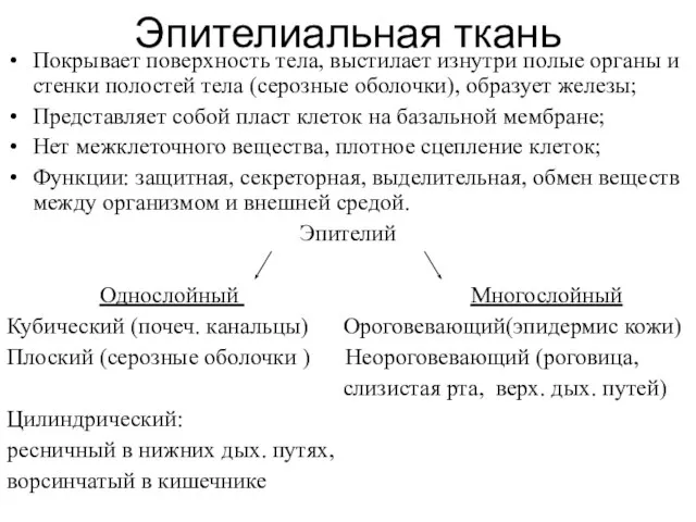 Эпителиальная ткань Покрывает поверхность тела, выстилает изнутри полые органы и стенки