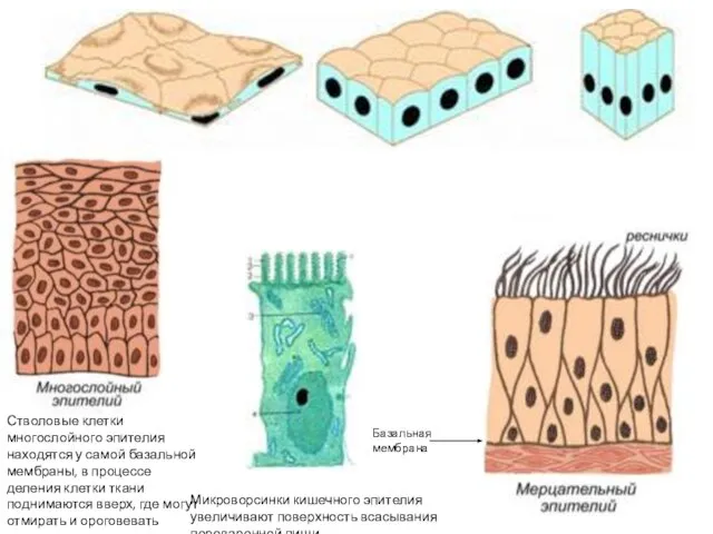 Базальная мембрана Микроворсинки кишечного эпителия увеличивают поверхность всасывания переваренной пищи Стволовые