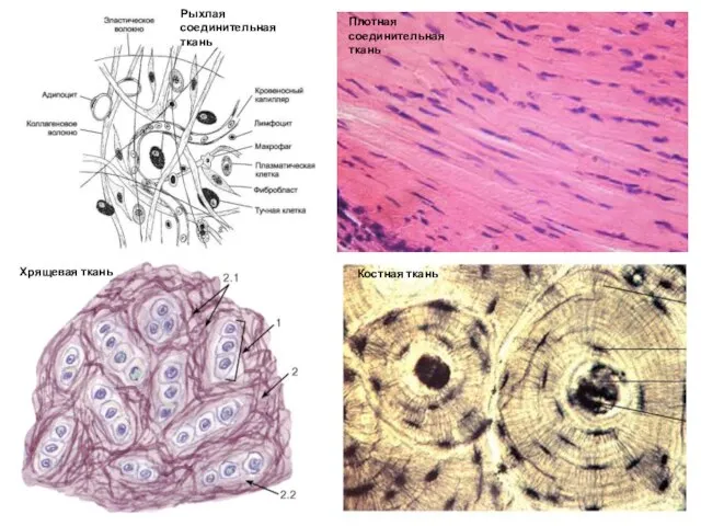 Рыхлая соединительная ткань Плотная соединительная ткань Хрящевая ткань Костная ткань